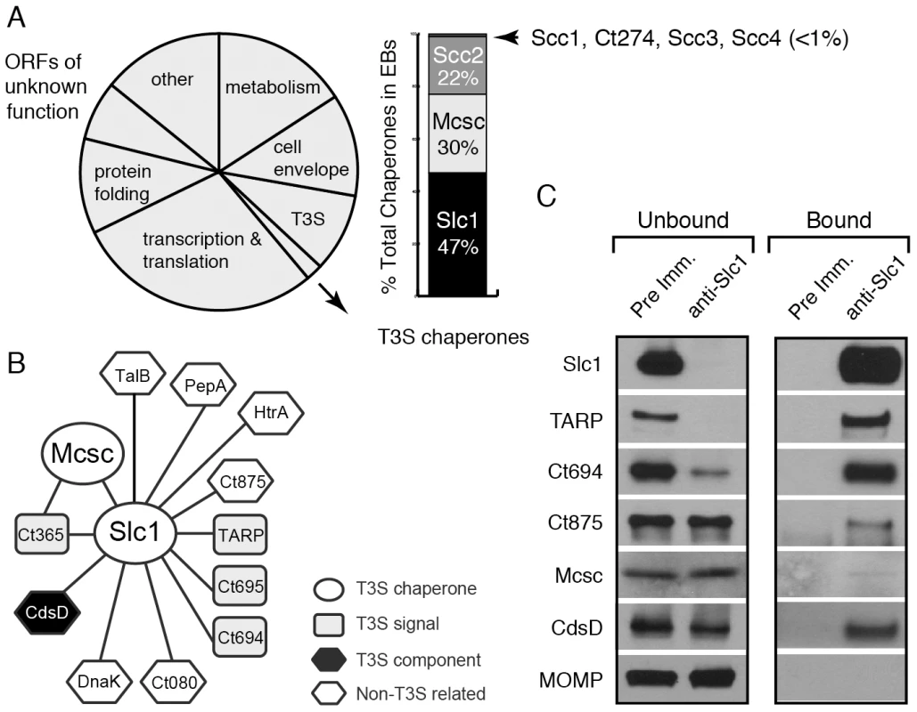 A distinct set of <i>Chlamydia</i> proteins associate with Slc1 in the Elementary Body (EB) form.