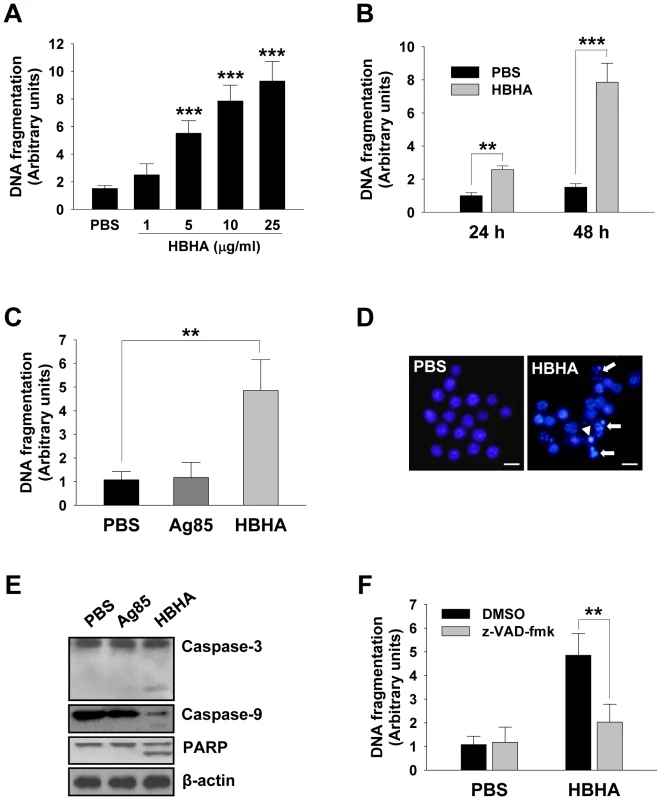 HBHA-induced macrophage apoptosis.