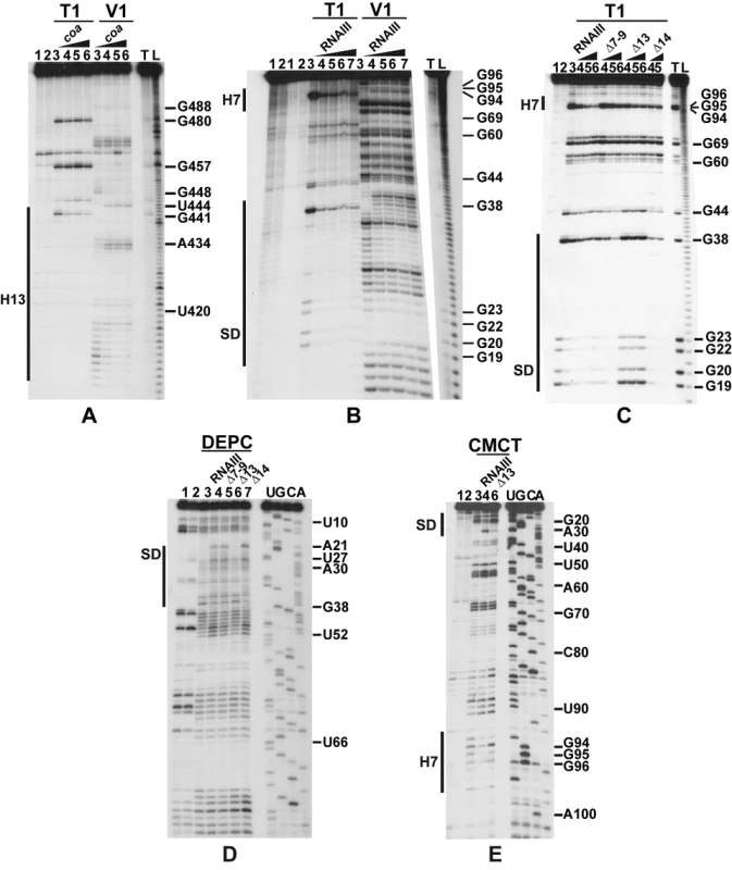 Enzymatic and chemical probing of the structure of the inhibitory RNAIII-<i>coa</i> mRNA complex.
