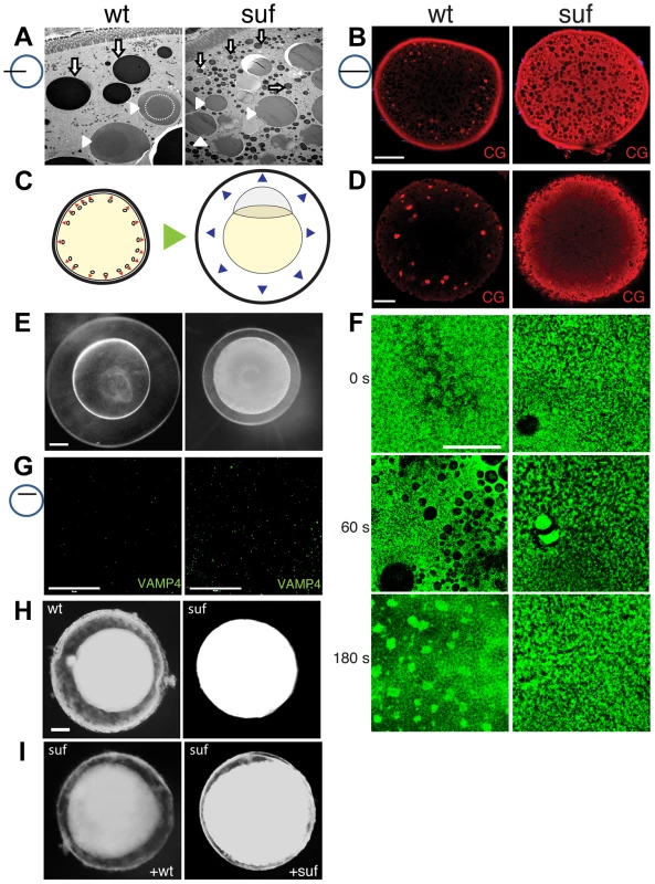 Suf/Spastizin controls cortical granule maturation.
