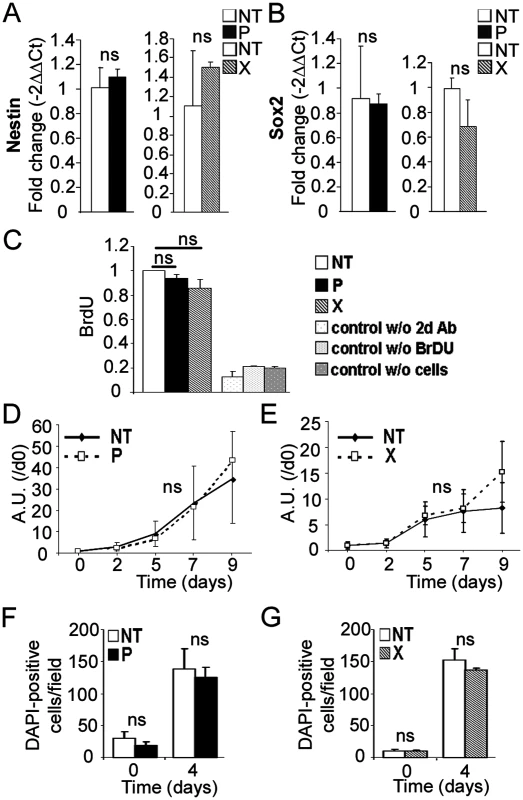 Expression of <i>bdv-p</i> or <i>bdv-x</i> gene does not alter hNPCs at the undifferentiated stage.