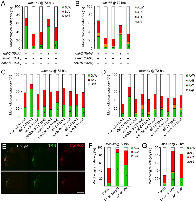DAF-16 contributes to inhibition of <i>mec-4d</i>–dependent AVM degeneration associated with reduced IIS signaling.