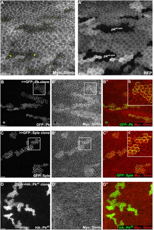 Slimb interacts with Pk and accumulation of Slimb depends on <i>pk</i>.
