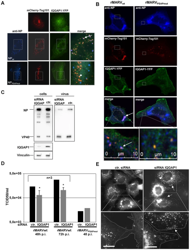 IQGAP1 is co-localized with inclusions and nucleocapsids and supports MARV release.