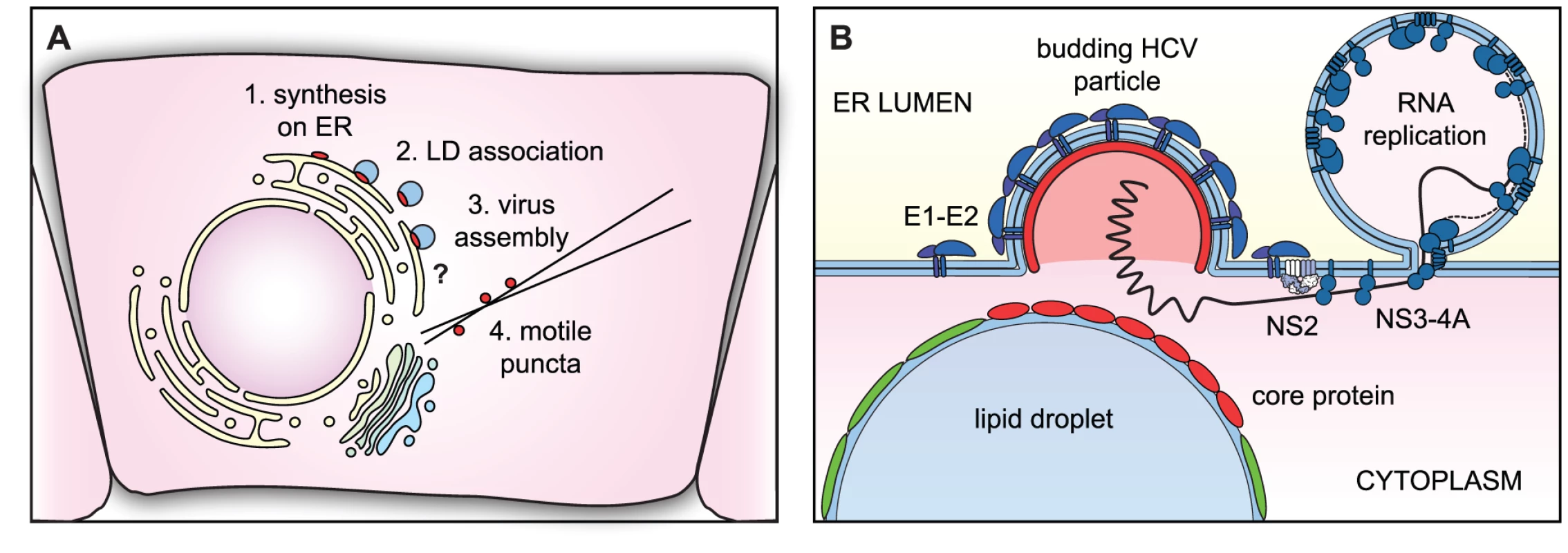Models of core trafficking and virus assembly.