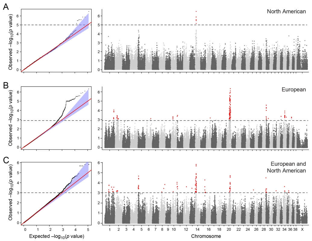 Manhattan plot showing the–log 10 p-values in relation to the chromosomes.