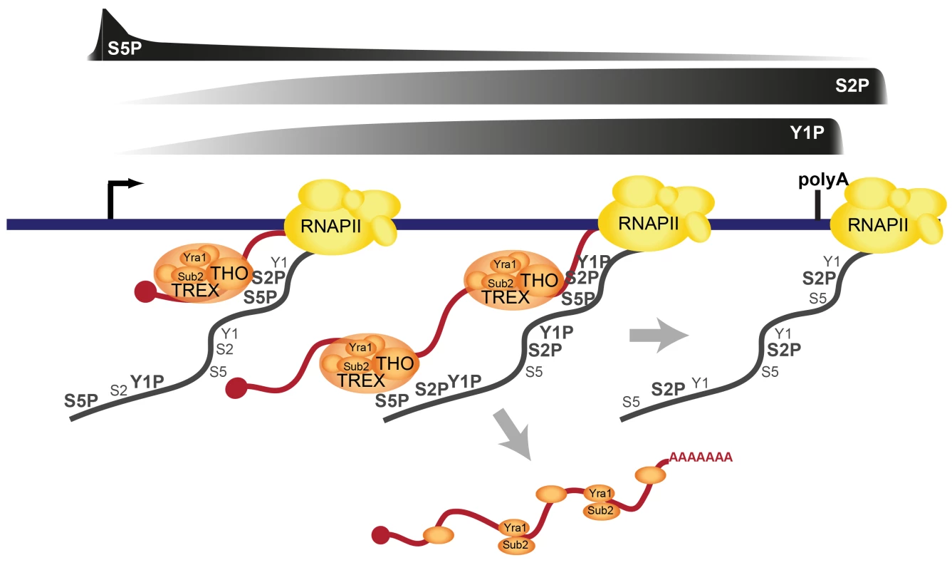 Model of TREX recruitment and dissociation.