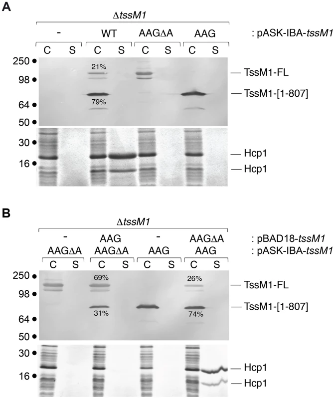 The ratio between the two TssM1 variants is critical for CTS1 T6SS function.