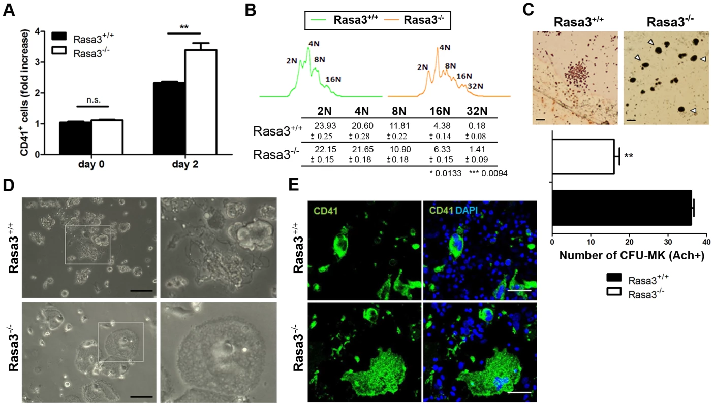 Abnormal megakaryocyte differentiation from Rasa3<sup>−/−</sup> fetal liver cell culture.