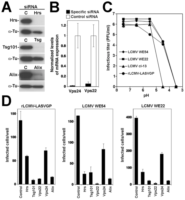 Infection of the α-DG independent LCMV WE22 also depends on ESCRT proteins.