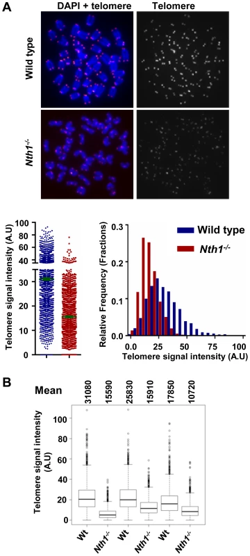 Telomere length in wild-type and <i>Nth1<sup>−/−</sup></i> mouse cells.