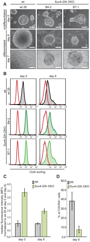 Suv4-20h double-null ES cells have elevated Oct4 and lower CXCR4 protein levels before and during differentiation.