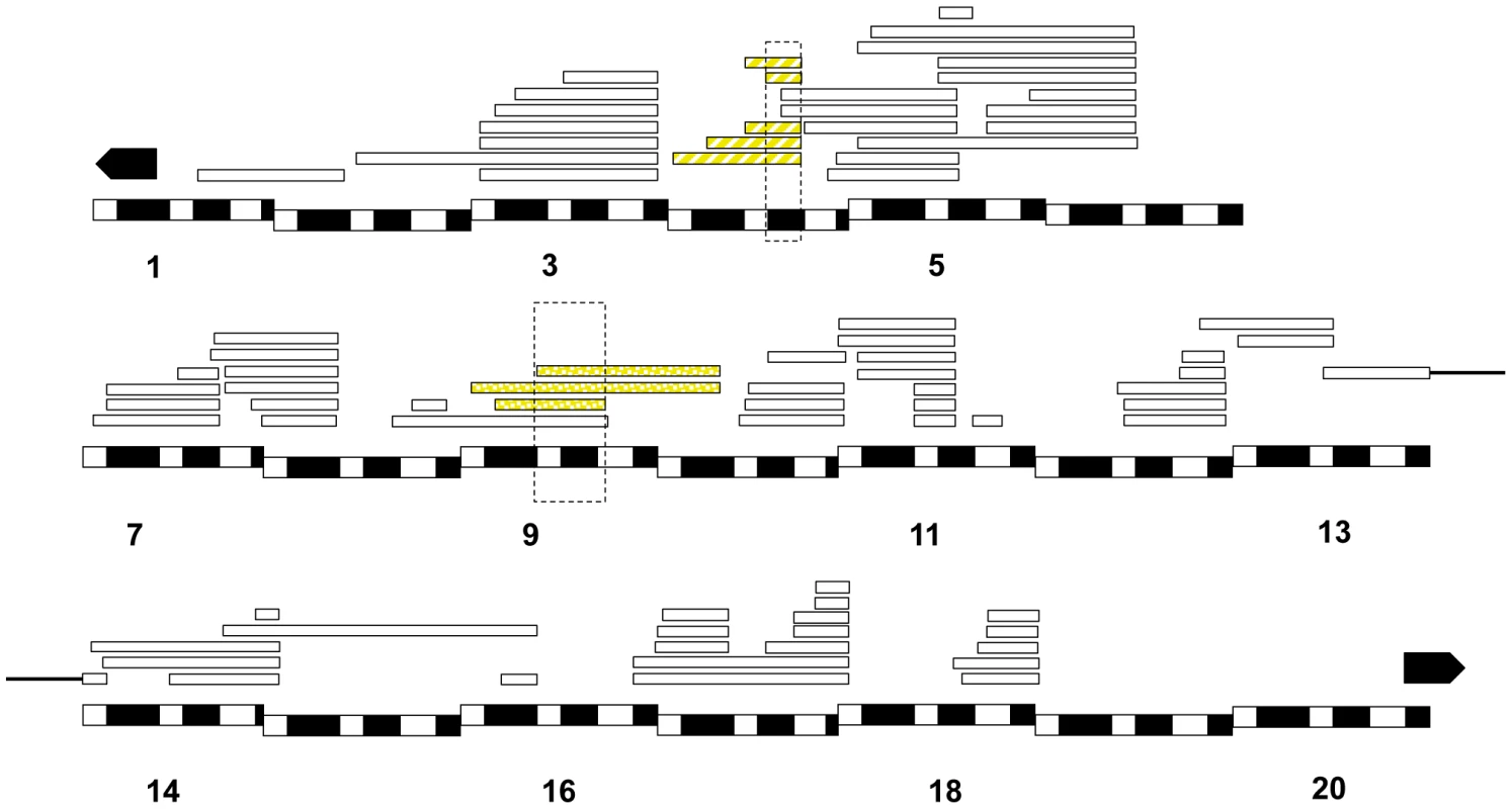 Relative frequency of hybrid lethal alleles in the <i>D. melanogaster X</i>-chromosome in hybrid males with <i>D. simulans</i>.