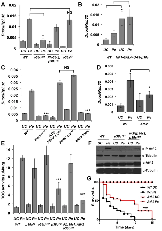 A Mekk1-Mkk3-P38c-Atf-2 pathway regulate <i>Duox</i> expression.