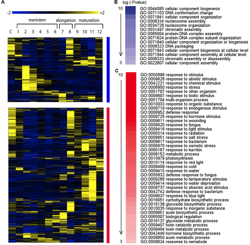 Downstream genes of SHR-PHB in the root stele.