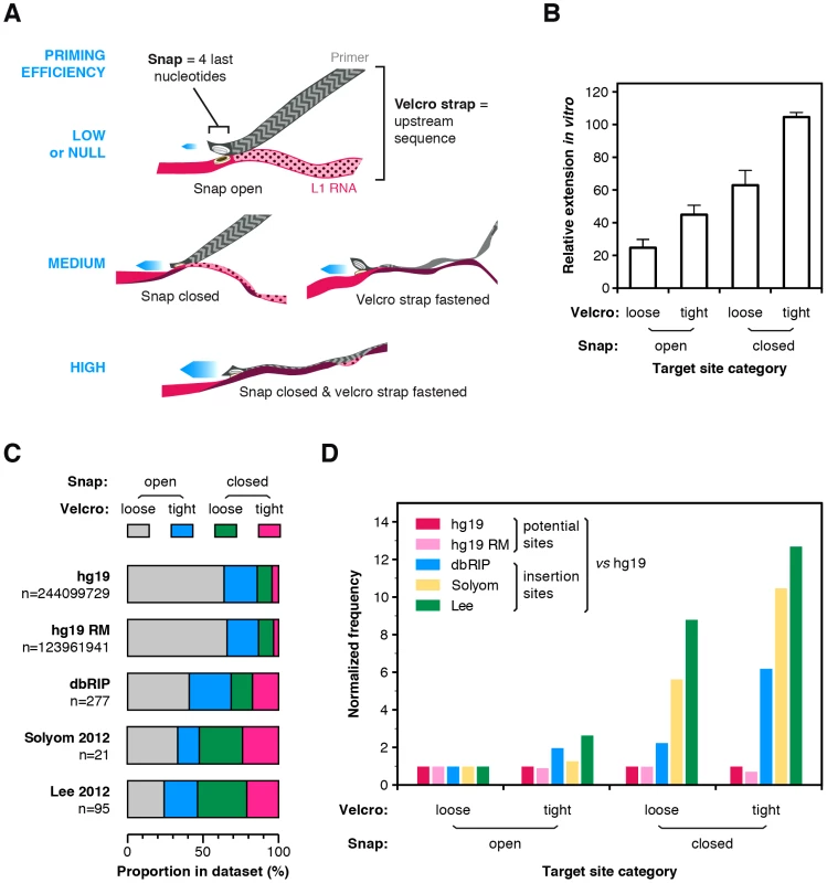 The snap-velcro model and supporting biochemical and genomic evidence.