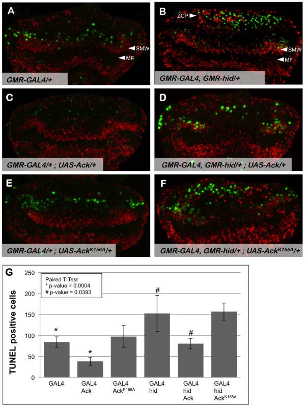Ack expression produces fewer TUNEL positive cells.