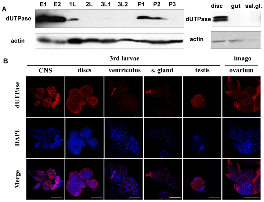 Stage- and tissue-specific distribution of dUTPase protein levels in <i>D. melanogaster</i>.