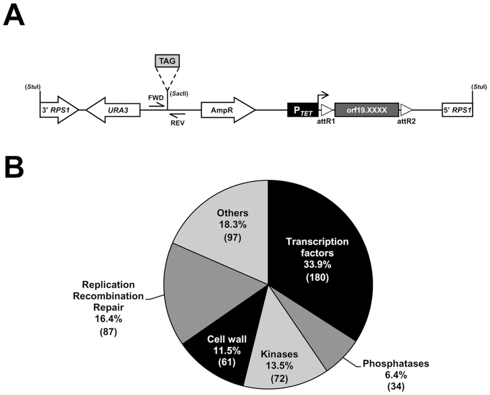 Construction of a barcoded tetracycline-inducible overexpression strain collection.