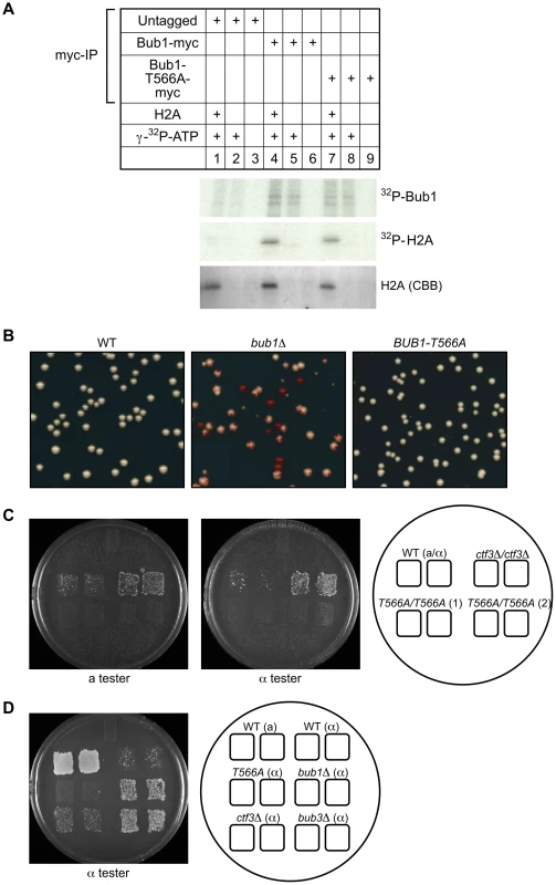 Bub1-T566A mutant has intact kinase activity or kinetochore function.