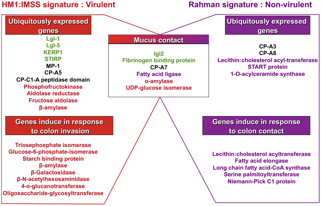 Transcriptomic landscape describing the virulent and non-virulent signatures of <i>E. histolytica</i>.