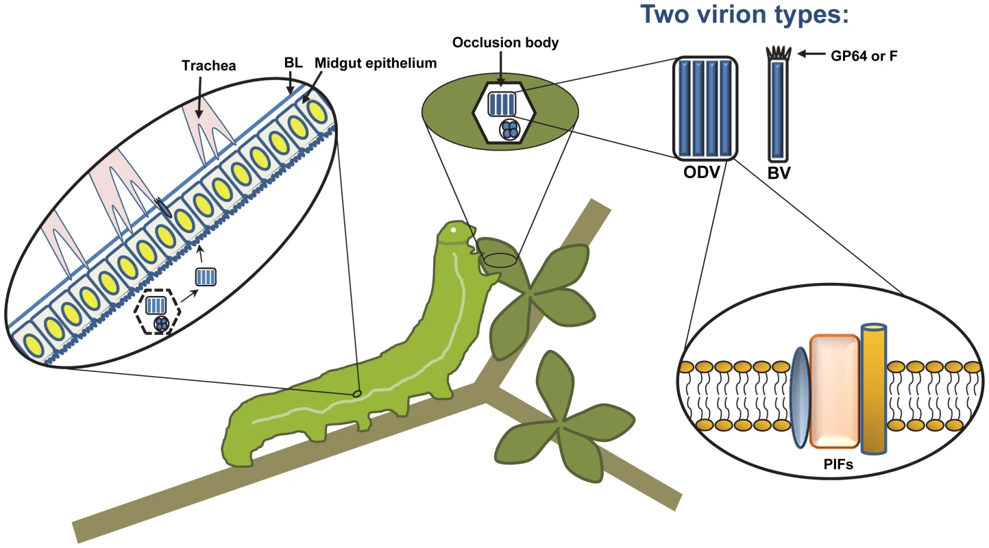 A typical baculovirus replication cycle.