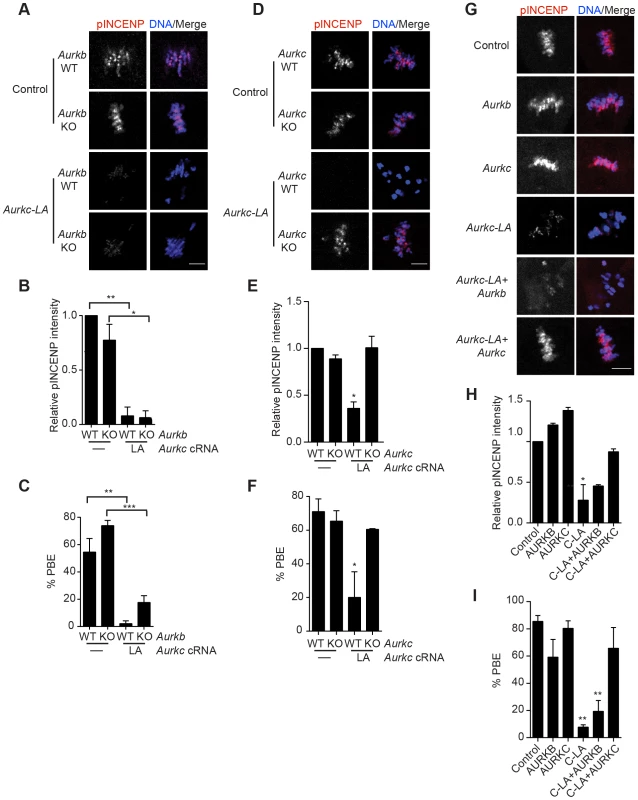 AURKC-L93A (AURKC-LA) is catalytically inactive, and selectively disrupts AURKC function.