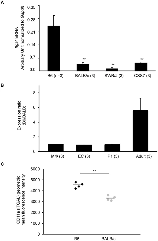 The strain-specific difference in <i>Itgal</i> message level is determined by <i>cis</i>-acting elements at the <i>Civq1</i> locus.