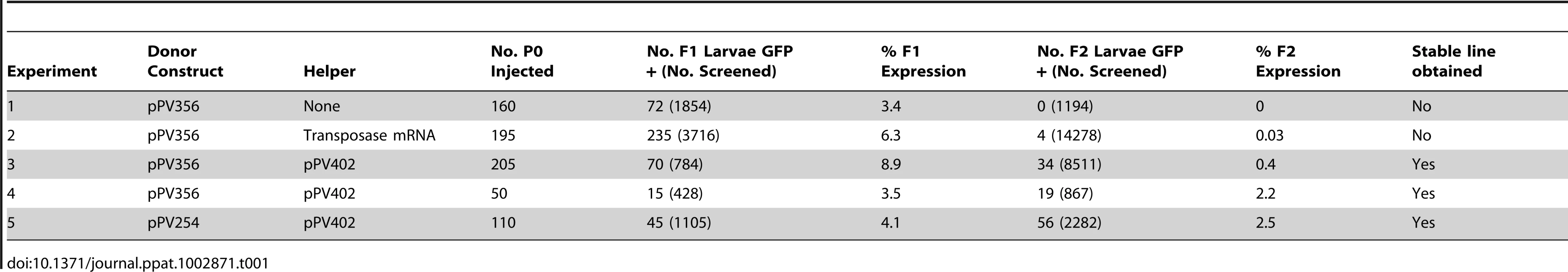 Heritable transgene expression and establishment of stable transgene-expressing lines in <i>S. ratti</i> as a function of various pairings of donor and helper plasmids incorporating elements of the <i>piggyBac</i> transposon.