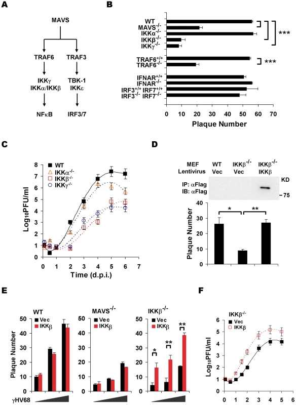 The MAVS-IKKβ pathway is necessary for efficient γHV68 lytic replication <i>ex vivo</i>.