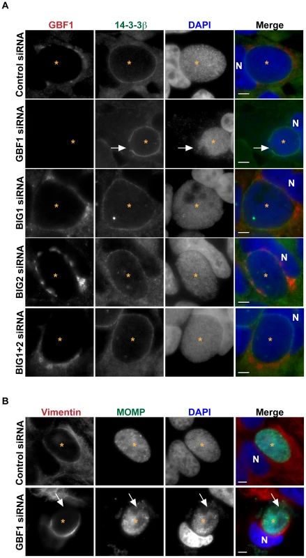 GBF1 but not BIG1/2 function is required for inclusion membrane stability.