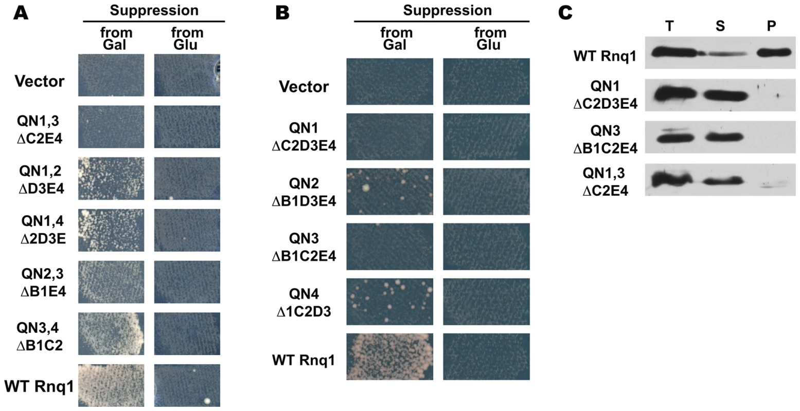 Transmission of the prion state to Rnq1 fragments with one or two QN regions.
