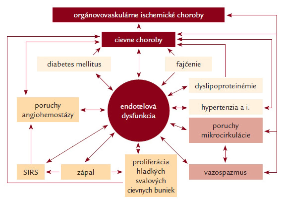 Dysfunkcia endotelu a jej význam v patogenéze aterosklerózy, artériovej trombózy, iných cievnych chorôb a orgánovovaskulárnych artériových ischemických chorôb.