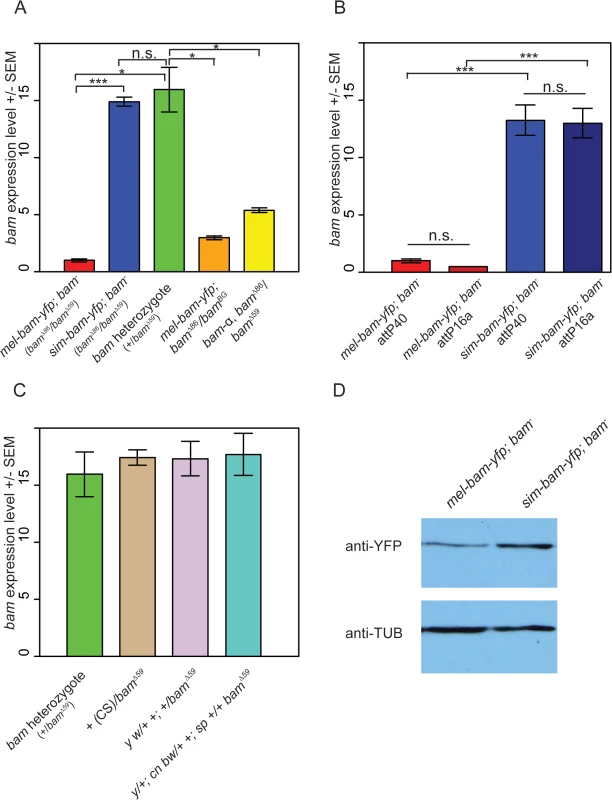 Analysis of <i>bam</i> RNA and protein expression in transgenic lines and control strains.