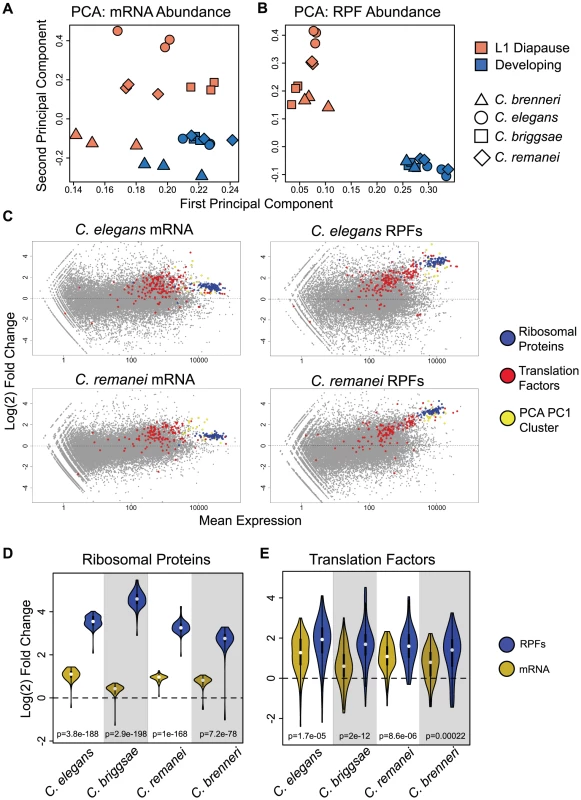 Ribosomal proteins and components of the translation apparatus are potently and coordinately up-regulated at the translation and mRNA level.