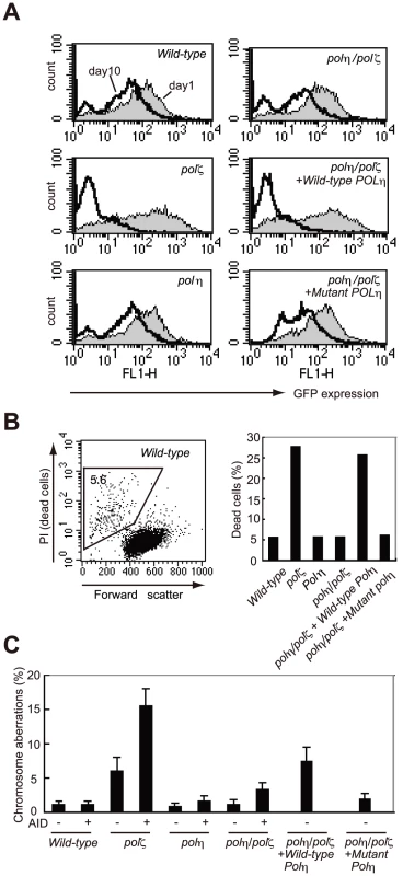<i>polζ</i> cells, but not <i>polη</i> or <i>polη</i>/<i>polζ</i> cells, are hypersensitive to AID overexpression.