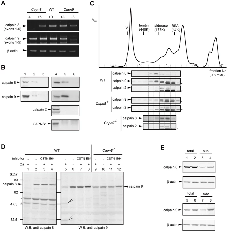 Calpains 8 and 9 form a complex.