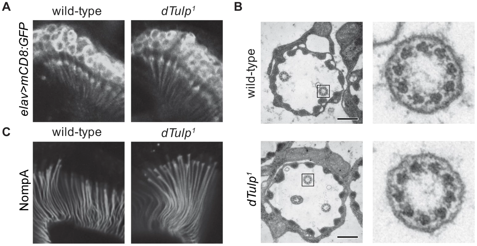 Normal scolopidia structure in the <i>dTulp</i> mutant.