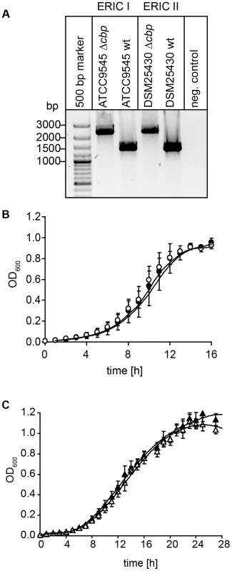 Disruption of the gene coding for <i>Pl</i>CBP49 in <i>P. larvae</i> ATCC9545 (ERIC I) and in <i>P. larvae</i> DSM25430 (ERIC II).