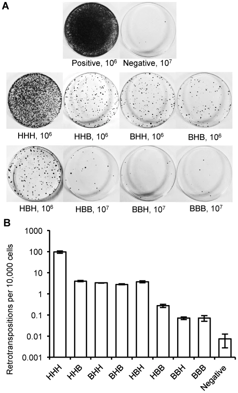 Retrotransposition rate of chimeric L1s.