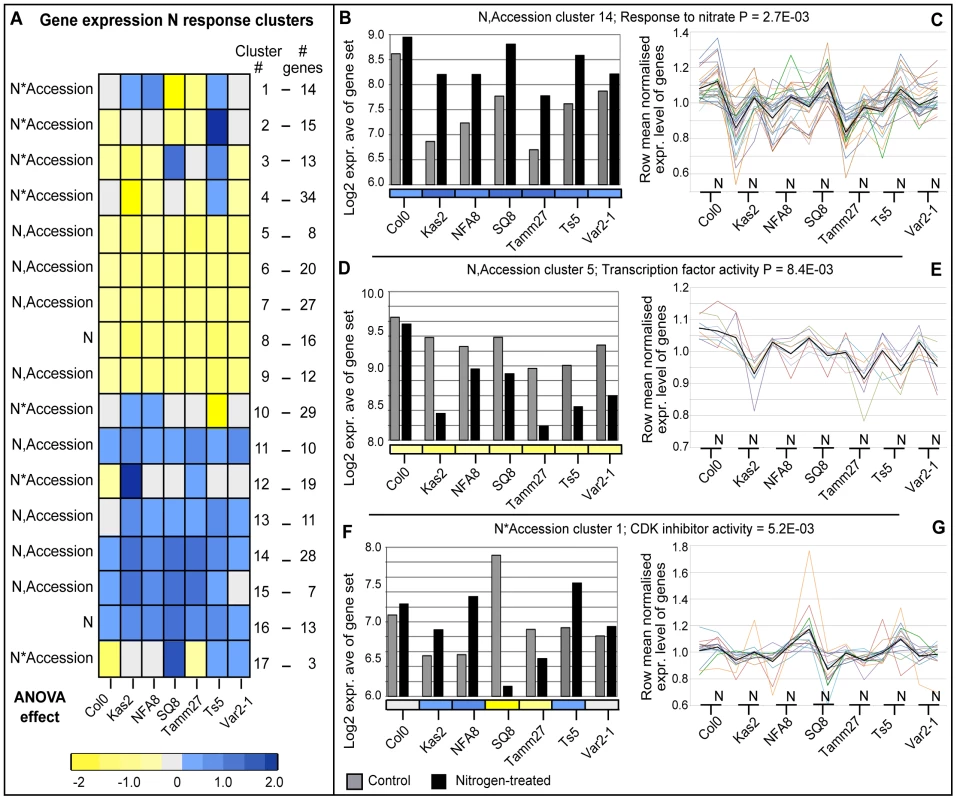 Global expression analysis of genes differentially regulated by nitrogen across representative accessions.