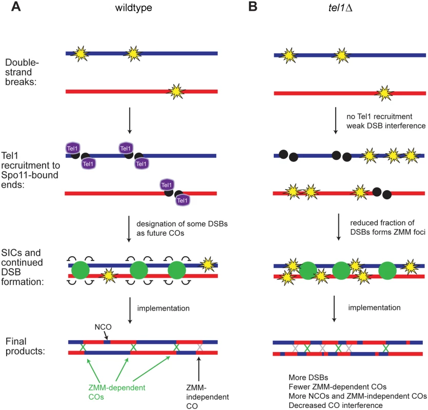 Model for recombination pathway choice with and without Tel1.