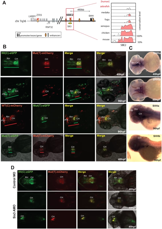 Dual-fluorescence transgenic analysis of a SHH enhancer SBE2 where a C>T change in a Six3 binding site has been identified in a patient with holoprosencephaly.