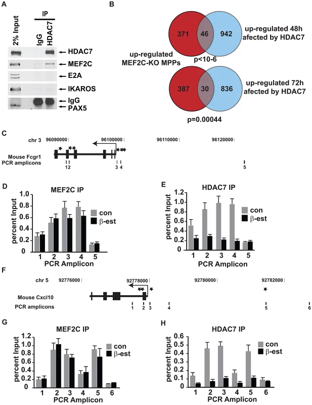 HDAC7 binds to the transcription factor MEF2C and is recruited to the promoter of key genes for macrophage function in pre-B cells.
