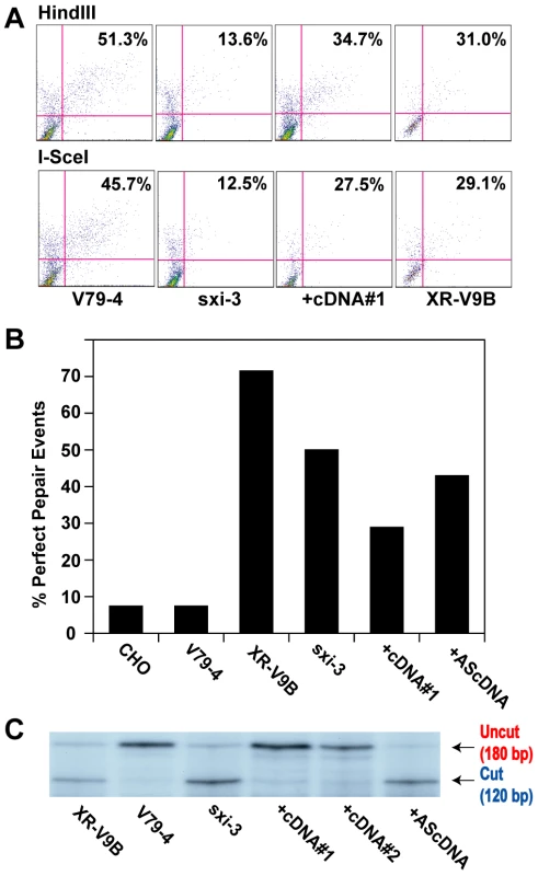 Microhomology-mediated end joining in hamster Ku86-null cell lines.