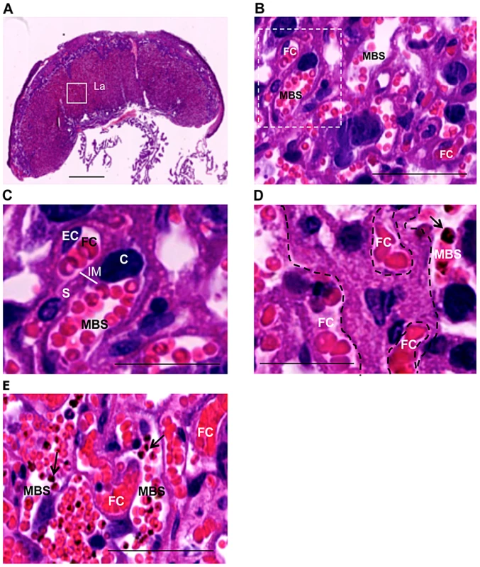 Labyrinth structure in non-infected (A–C) and infected placenta (D,E) at G18.