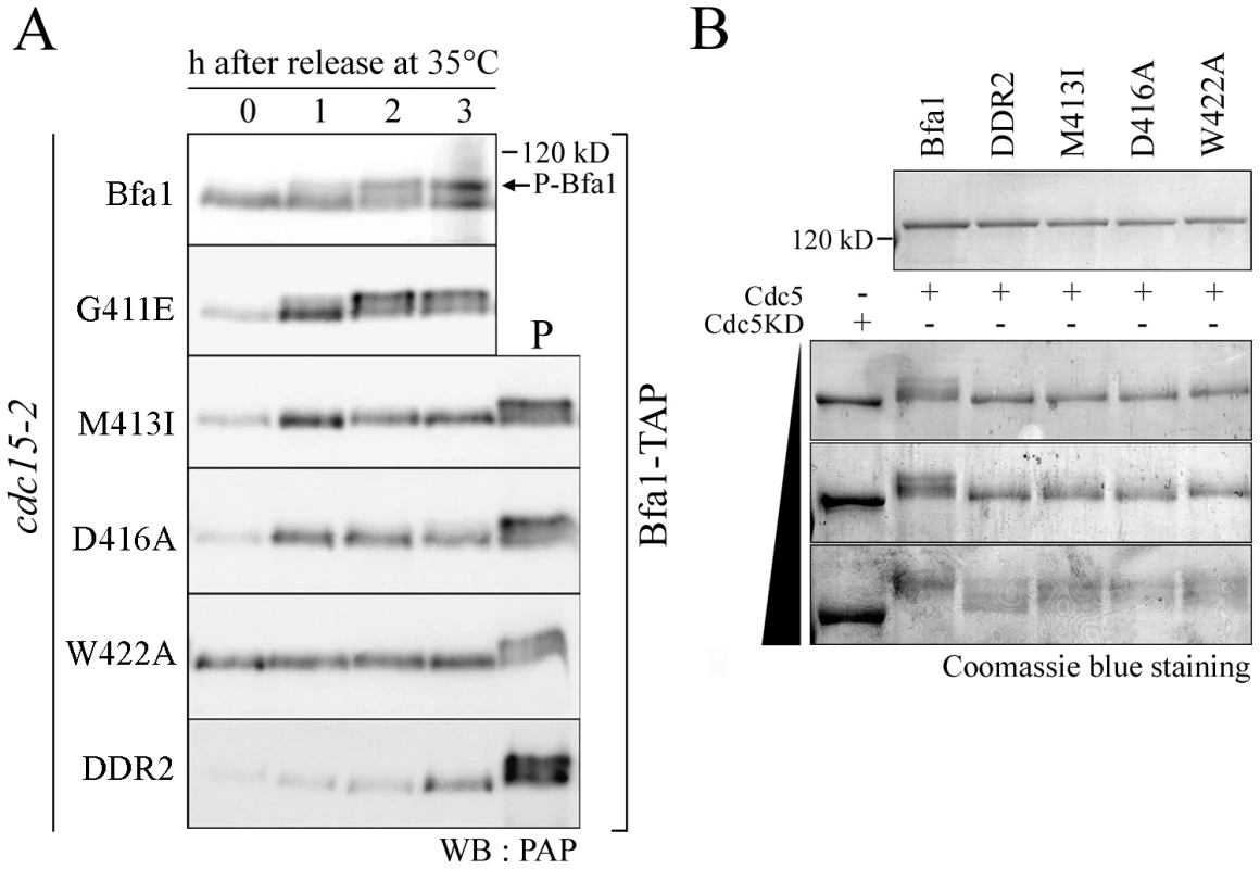 Phosphorylation of GAP activity-defective Bfa1 mutants.