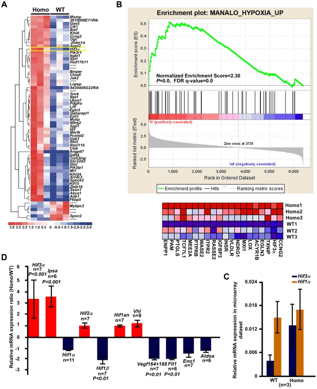 The <i>Hif3a</i> expression was significantly upregulated in the <i>Tnni2<sup>K175del</sup></i> mutant long bones.
