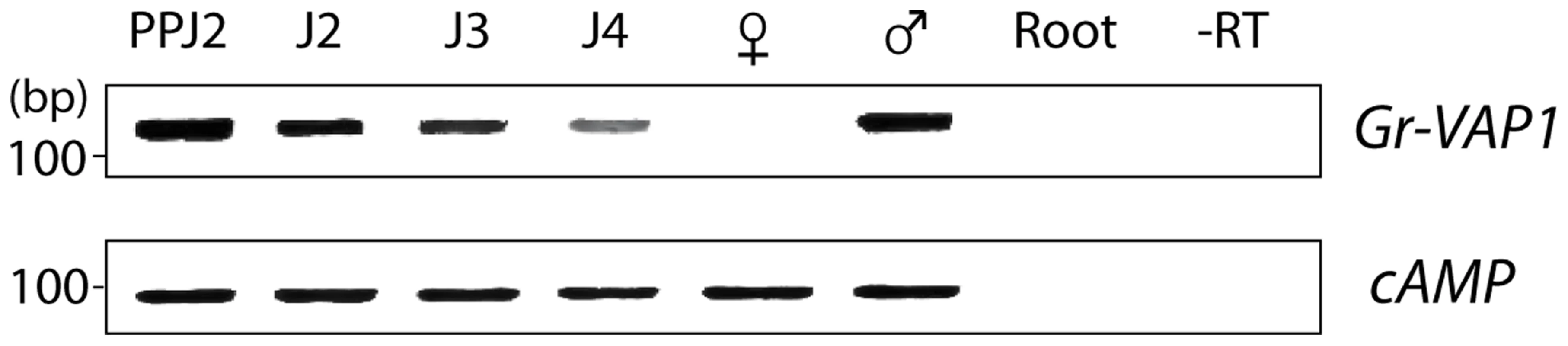 The expression of Gr-VAP1 coincides with host invasion and migration of <i>Globodera rostochiensis</i>.
