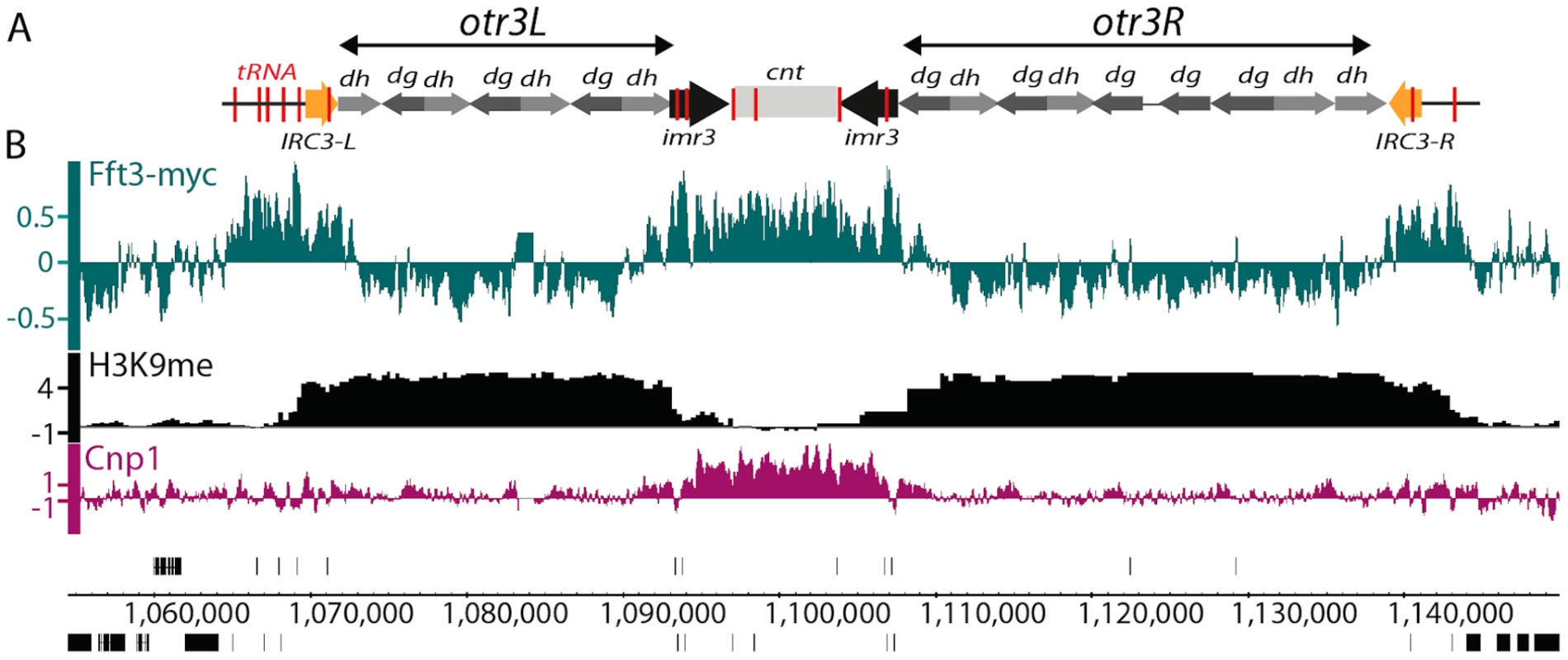 Fft3 associates with known centromeric insulators and the central core domain.